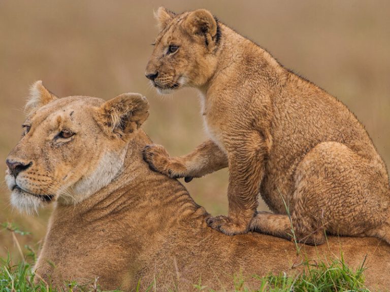 Kenya-Tanzania-Safari-Adventure-1-800x600