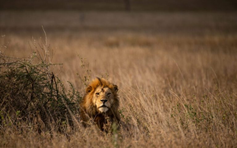 SC_Wildlife_Culture12-800x500