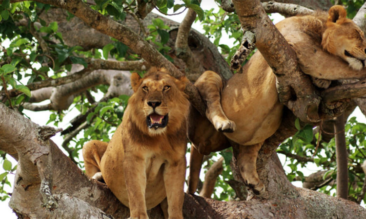Tree-Climbing-Lions-750x450